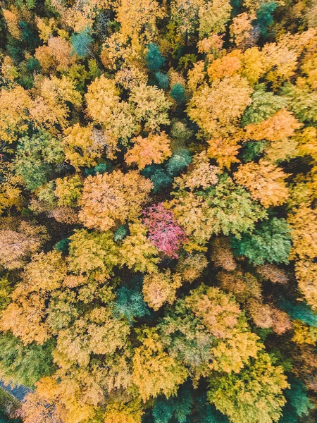 Zdjęcie lotnicze lasów iglastych i liściastych, sosna, jodła, jesień. Krajobraz północny. — Zdjęcie stockowe