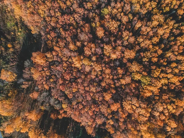 Flygfoto av fall lövverk. Ryssland, Sankt Petersburg. — Gratis stockfoto