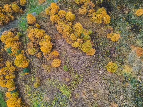 Genç kozalaklı ağaçlar, çam, köknar, sonbahar. Kuzey manzarası. — Stok fotoğraf