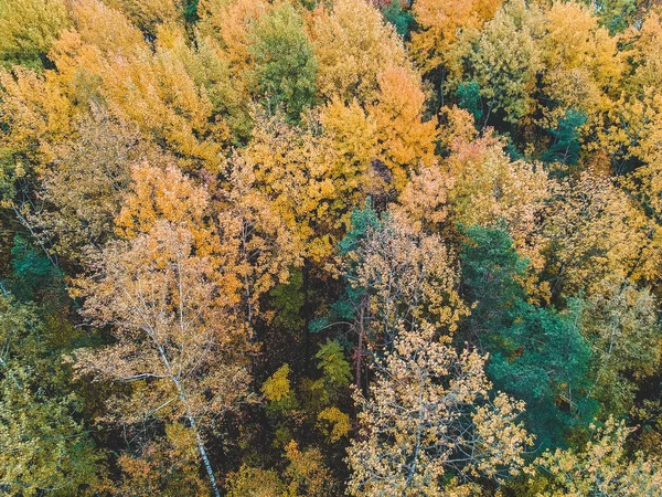 Aerialphoto de florestas coníferas e caducas, pinheiro, abeto, queda. Paisagem Norte . — Fotografia de Stock