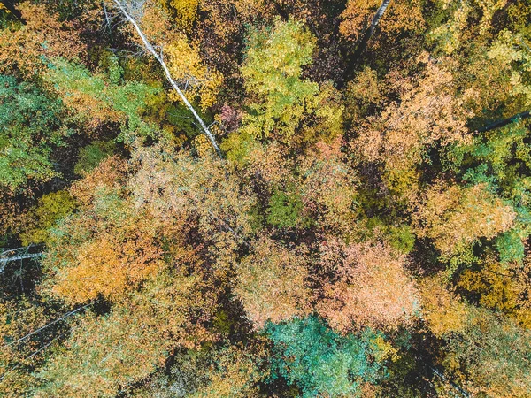 Kozalaklı ve yaprak döken ormanların, çam, köknar, sonbahar. Kuzey manzarası. — Stok fotoğraf