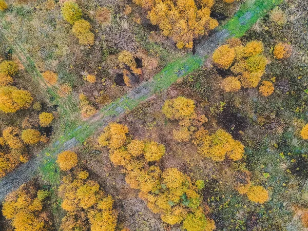 Luchtfoto jonge naaldbossen, dennen, dennen, dennen, vallen. Noordelijk landschap. — Stockfoto