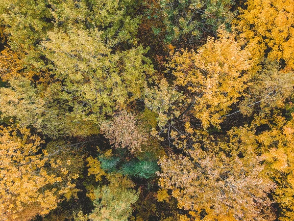 Kozalaklı ve yaprak döken ormanların, çam, köknar, sonbahar. Kuzey manzarası. — Stok fotoğraf