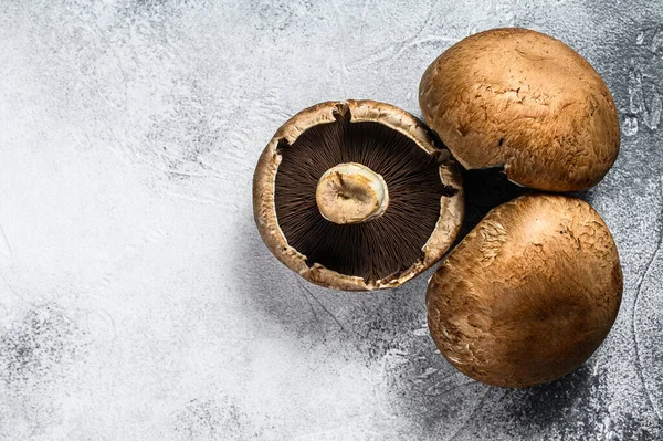 Rohe Steinpilze. grauer Hintergrund. Ansicht von oben. Raum für Text — Stockfoto