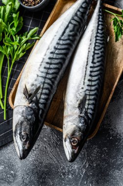 Maydanoz ve biberli çiğ uskumru balığı. Taze deniz ürünleri. Gri arka plan. Üst görünüm