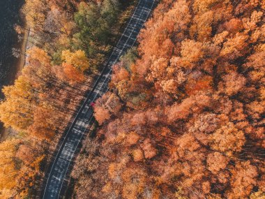 Sonbaharda sık ormanın havadan görünüşü ve yol kesimi. Rusya, St. Petersburg