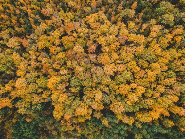Aerialphoto хвойных и лиственных лесов, сосны, ели, осени. Северный пейзаж . — стоковое фото