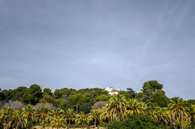 Parkta yeşil ağaçlar ve palmiyeler var. Seçici yumuşak odaklanma. Arka plan bulanık. Barselona, İspanya. Katalonya