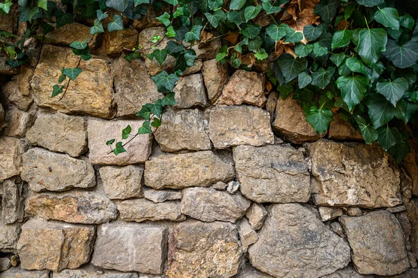 Le lierre vert sur le mur de pierre, beau fond. Barcelone, Espagne. Catalogne — Photo