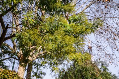 Parkta yeşil ağaçlar ve palmiyeler var. Seçici yumuşak odaklanma. Arka plan bulanık. Barselona, İspanya. Katalonya