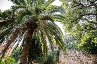 Hindistan cevizi palmiyelerinin arasından parlayan güneş. Barselona, İspanya. Katalonya