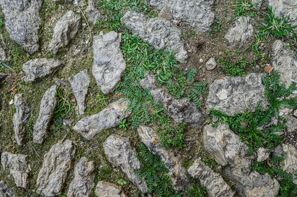 Texture di vecchia pavimentazione in pietra con erba germogliata. Barcellona, Spagna. Catalogna — Foto Stock