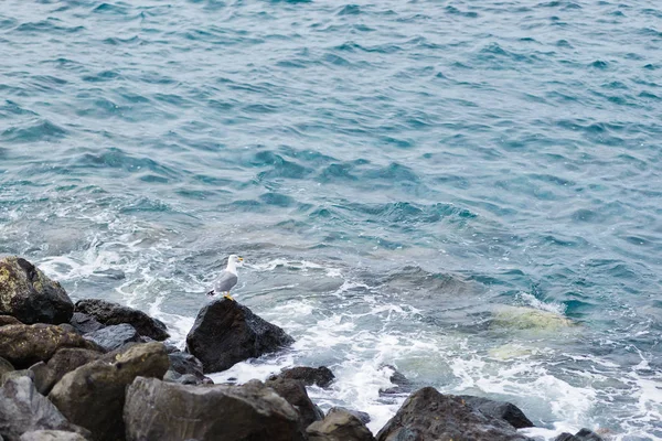 Gabbiano aringa su pietre di zavorra in riva al mare. sfondo blu acqua. Isole Canarie, Tenerife . — Foto Stock