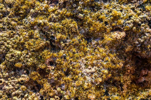 Struttura di pietre, fondali marini con barriere coralline e alghe. Motivo verde giallo. Contesto . — Foto Stock