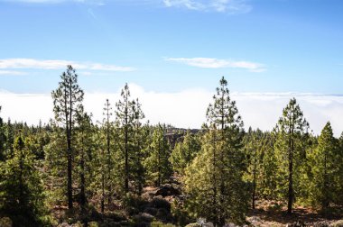 Dağlar, çam ağaçları, Teide volkanı. Ulusal Park. Tenerife, Kanarya Adaları