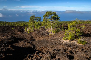 Dağlar, çam ağaçları, Teide volkanı. Ulusal Park. Tenerife, Kanarya Adaları