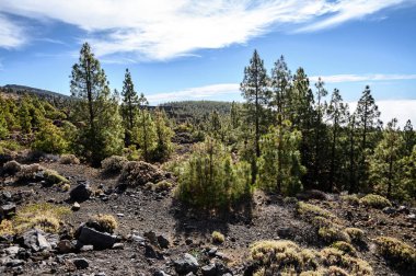 Dağlar, çam ağaçları, Teide volkanı. Ulusal Park. Tenerife, Kanarya Adaları