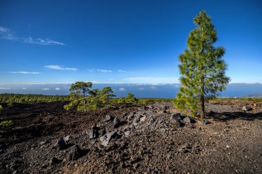 Dağlar, çam ağaçları, Teide volkanı. Ulusal Park. Tenerife, Kanarya Adaları