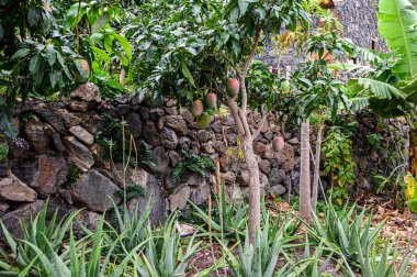 Organik mango çiftliği, meyve ağacı. Ağaçta asılı tropik yeşil mango