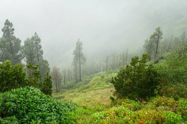 Yoğun bulutlar içindeki dağ ormanı. La Gomera Adası Ulusal Parkı. Sisli manzara.