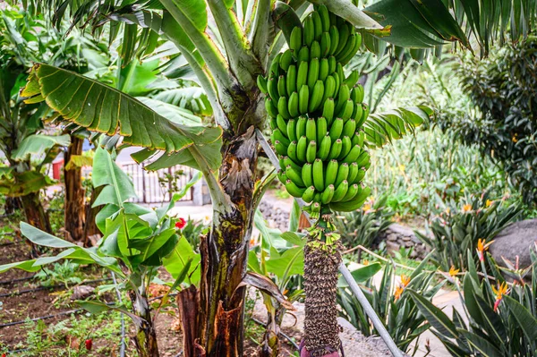 Organic Banana Plantation, palm tree. tropical green fruit hanging on banan tree