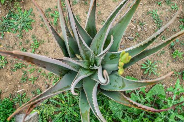 Aloe Vera, bir çiftlikteki organik ekilmiş bitki. Kanarya Adaları, Tenerife