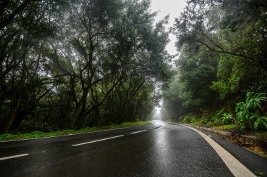 Sisin içinde dolambaçlı orman yolu. La Gomera adasının dağları
