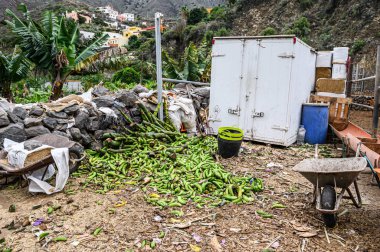 Organik bir çiftlikte çürümüş yeşil muz çöplüğü. Kanarya Adaları, Tenerife