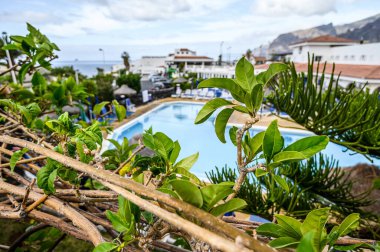 Yeşil yapraklı ve arka planda havuzu olan güzel bir arka plan. Seçici odaklanma. Los Gigantes, Tenerife.