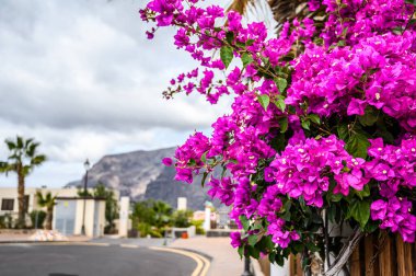 Arka planında mor çiçekler, yollar ve villalar olan güzel bir ev. Seçici odaklanma. Los Gigantes, Tenerife.