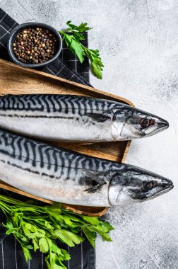Maydanoz ve biberli çiğ uskumru balığı. Taze deniz ürünleri. Gri arka plan. Üst görünüm.