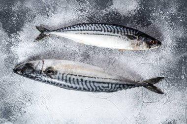 Çiğ uskumru balığı. Taze deniz ürünleri. Gri arka plan. Üst görünüm.