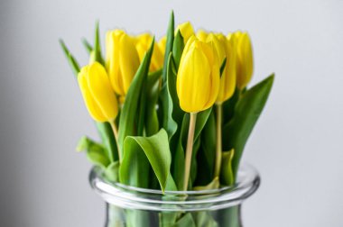 Bir buket sarı lale, gri arka planda cam bir vazoda. Yan görüş. Boşluğu kopyala.