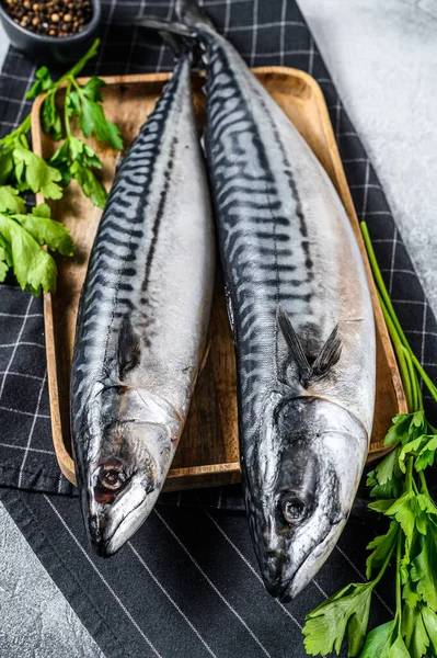 Makrelenfisch Mit Petersilie Und Pfeffer Frische Meeresfrüchte Grauer Hintergrund Ansicht — Stockfoto