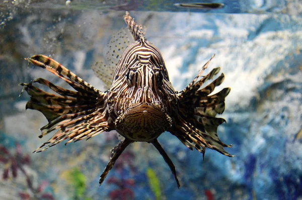 Exotic striped fish in aquarium