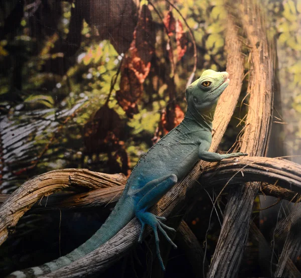 Yeşil kertenkele ağaçta aittir