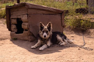 Köy bekçisi, zincirlenmiş köpek, köpek kulübesinde köpek..