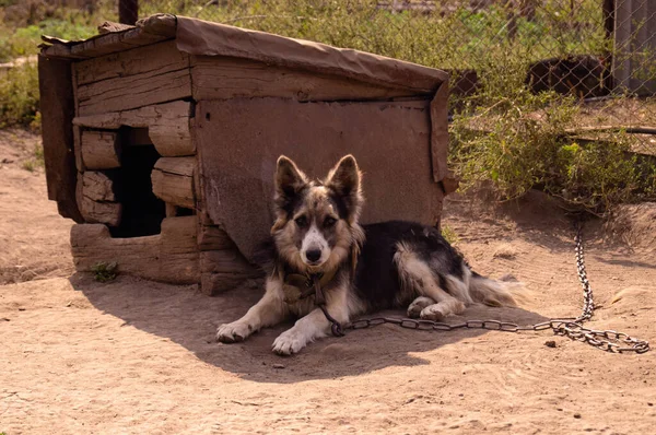 Köy bekçisi, zincirlenmiş köpek, köpek kulübesinde köpek..