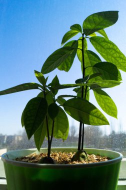 Avokado. Bitki yetiştiriyorum. Tohumdan avokado yetiştir. Küçük ağaç.