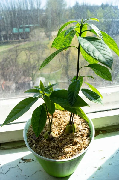 Avocado. Growing plants. Grow avocado from seed. Small tree.