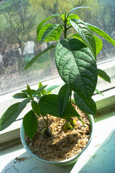 Avokado. Bitki yetiştiriyorum. Tohumdan avokado yetiştir. Küçük ağaç.