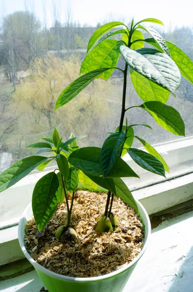 Avocado. Growing plants. Grow avocado from seed. Small tree.