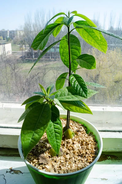 Avocado Pflanzen Anbauen Avocado Aus Samen Anbauen Kleiner Baum — Stockfoto