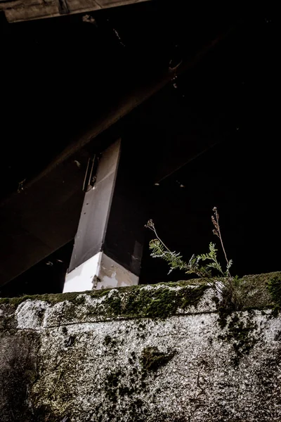 Kentsel ormanlar ve beton çöller