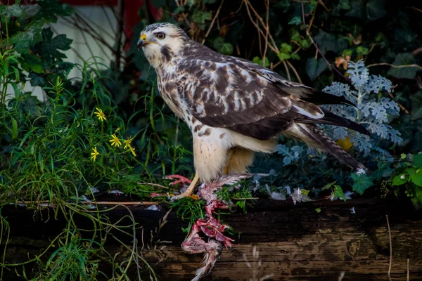 The white mice buzzard — Stock Photo, Image