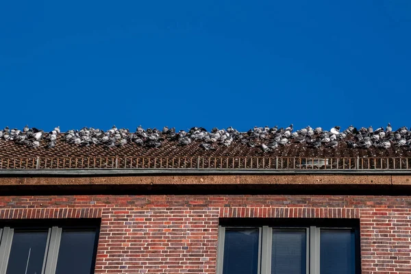 Kentsel ormanlar ve beton çöller