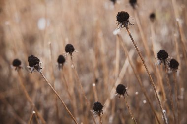 bare twigs with dried seeds