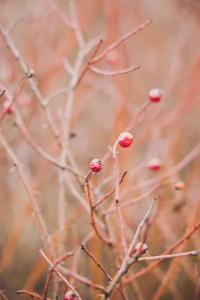 Brindilles nues aux graines séchées — Photo