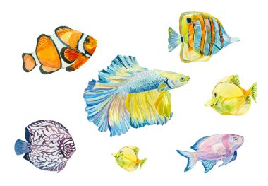 Suluboya tropikal balık kümesi.