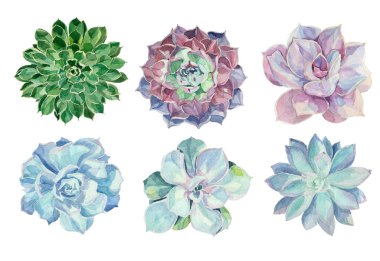 Suluboya succulents seti